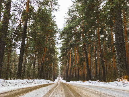 fabulous winter frosty white forest with dark tree trunks
