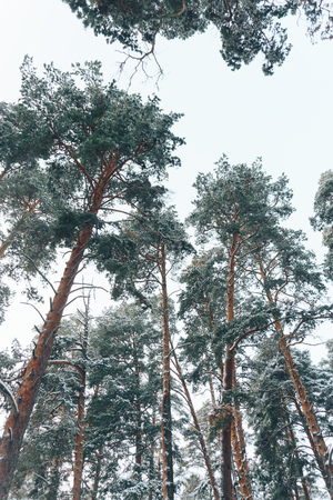 fabulous winter frosty white forest with dark tree trunks