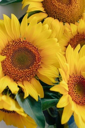 beautiful yellow sunflowers on a light backgroundの写真素材