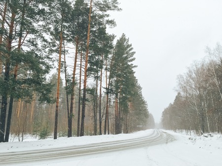 beautiful winter forest landscapeの写真素材