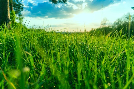 landscape sunset sky and green grass and treesの写真素材