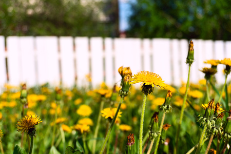yellow dandelions on a white fence backgroundの写真素材