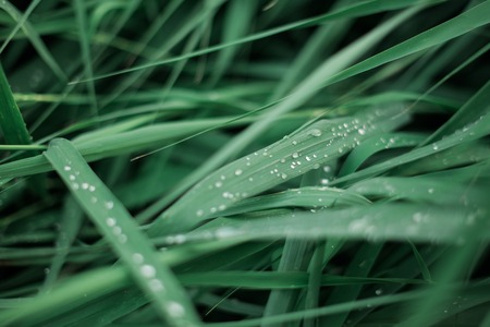 water droplets on green grass