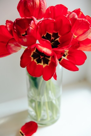 red flowers in a transparent vase on a white backgroundの写真素材