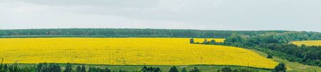 panorama of yellow field and green trees on a background of cloudy skyの写真素材