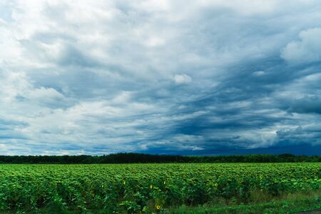 green field with skyline and dark stormy skyの写真素材