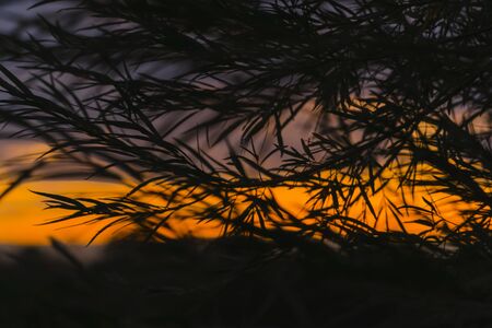 silhouette of willow leaves on sunset sky backgroundの写真素材
