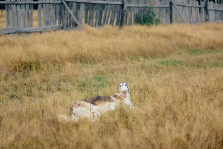 Russian greyhounds in nature, autumn dog walkの写真素材