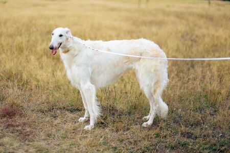 Russian greyhounds in nature, autumn dog walkの写真素材