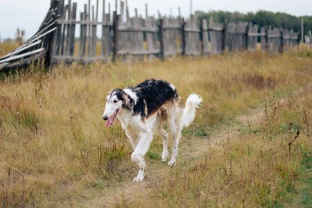 Russian greyhounds in nature, autumn dog walkの写真素材