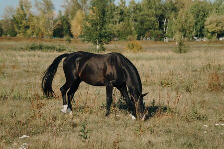 horses graze outdoors in the autumn fieldの写真素材