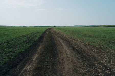 panorama of the summer landscape in the field