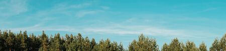 panorama of a pine forest in sunny weatherの写真素材