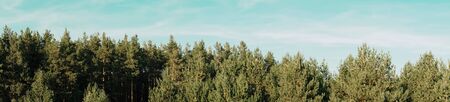 panorama of a pine forest in sunny weatherの写真素材