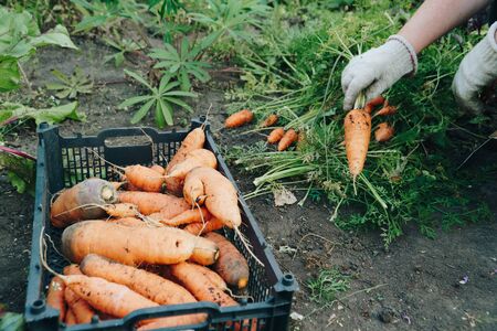 Autumn carrot harvest in your own garden 1の写真素材