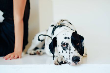 beautiful girl in a black dress on a white background with a dalmatian dog 1の写真素材