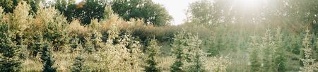 panorama of a pine forest in sunny weather