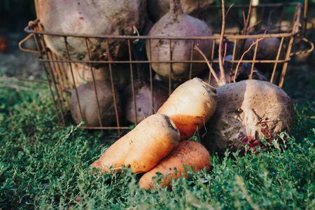 Autumn harvest of vegetables in your own garden 1