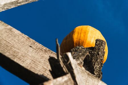 yellow pumpkin on a background of blue sky on a wooden surfaceの写真素材