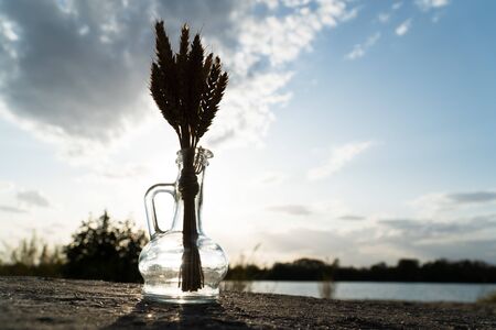 ears of wheat in backlightの写真素材
