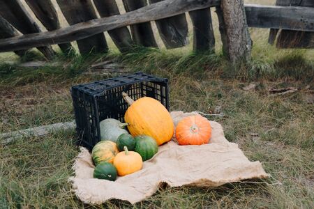 pumpkins in autumn on the grass on nature against the background of a wooden fenceの写真素材