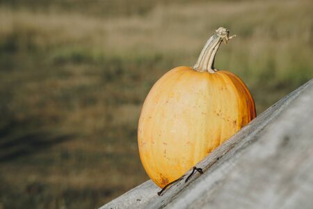 pumpkins in autumn on the grass on nature against the background of a wooden fenceの写真素材