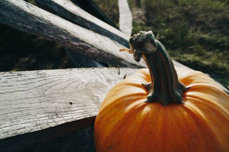 pumpkins in autumn on the grass on nature against the background of a wooden fenceの写真素材