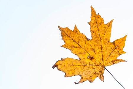 yellow maple autumn leaf on a white background