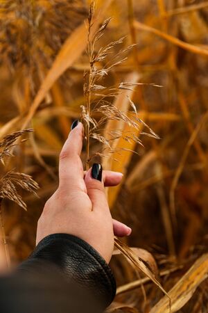 girl holds yellow dry autumn grass on a yellow backgroundの写真素材