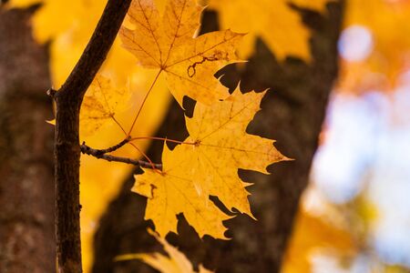 some yellow maple autumn leaves on a tree branchの写真素材
