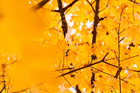 some yellow maple autumn leaves on a tree branch