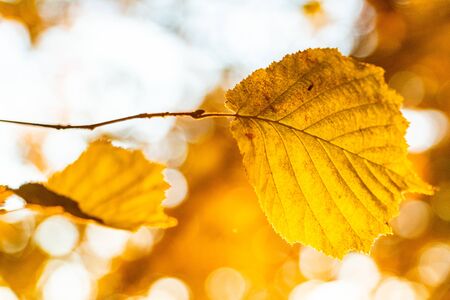 some yellow autumn leaves on a tree branchの写真素材