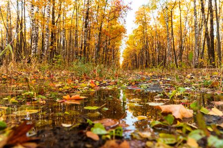 autumn landscape in the park in sunny weather 1の写真素材