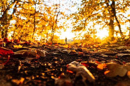 autumn landscape in the park in sunny weather