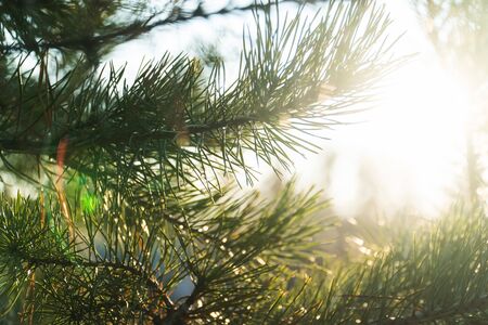 Pine needles close-up on sunset background