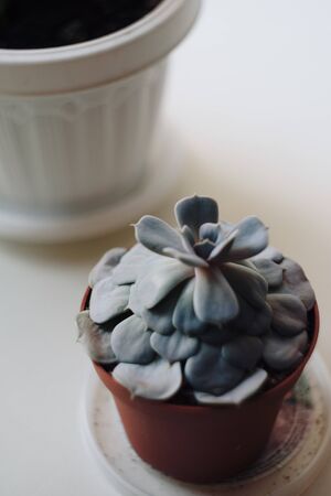 green plant in a pot on a white backgroundの写真素材
