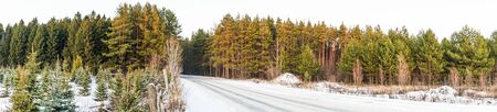panorama young Christmas trees in winter in the setting sun 1
