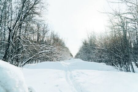 ski track in a beautiful fairytale winter forest