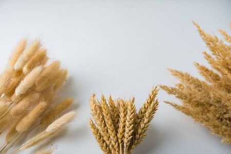 cereals rye and wheat tied in a bouquet on a white backgroundの写真素材
