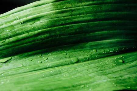 drops of dew on a green leaf close-up, macro 1の写真素材