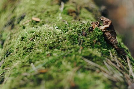 Green moss on the bark of a tree close up 1の写真素材