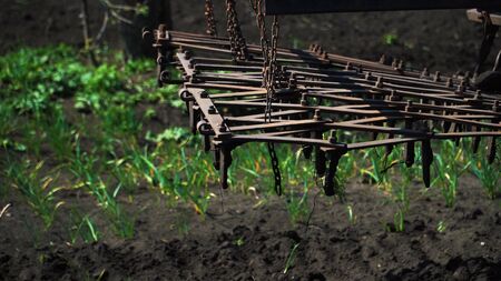The tractor cultivates and cuts furrows in the field. Tractor work in the black soil field in the...