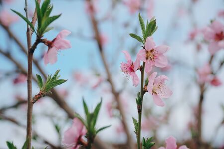 Bright pink spring flowers against a blue sky. Spring blooming of nectarine 1の写真素材