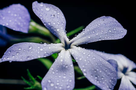 Abstract macro photography of the petals of the blue flower fieldの写真素材