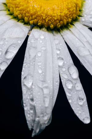 White camomile with dewdrops close-up. Macro photo of chamomile.の写真素材