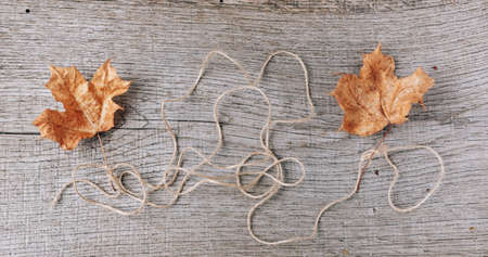 Autumn composition of dry leaves on an old Boardの写真素材