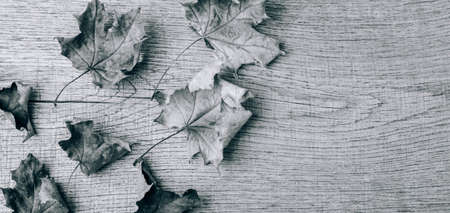 Autumn composition of dry leaves on an old Boardの写真素材
