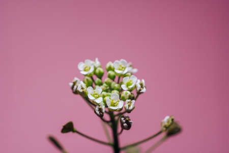 Bud of small white flowers close up on a pink backgroundの写真素材
