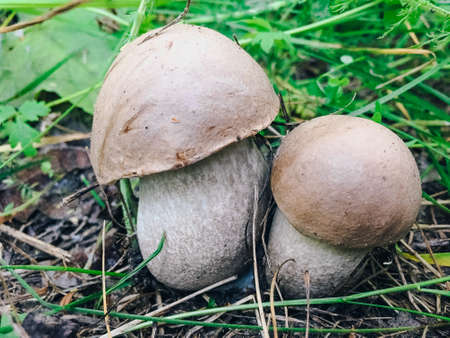 Small forest mushrooms in nature, growing from the ground close-upの写真素材