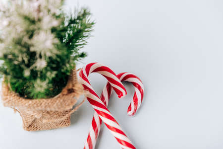 Winter layout with a small Christmas tree on a blue backgroundの写真素材